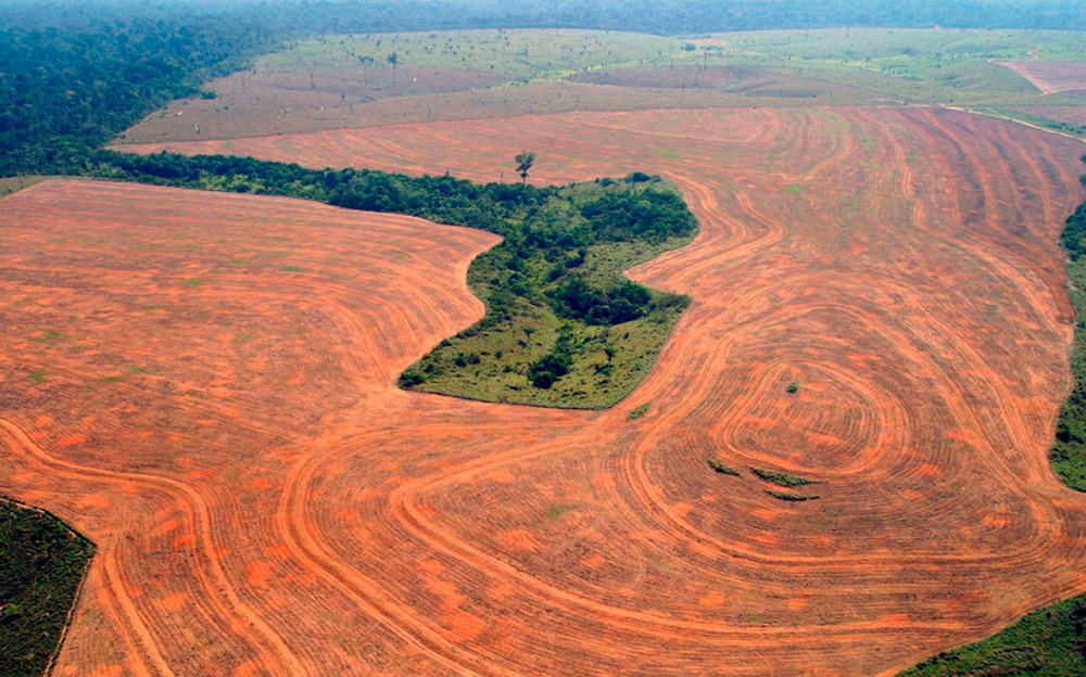 Abholzung Brasilien