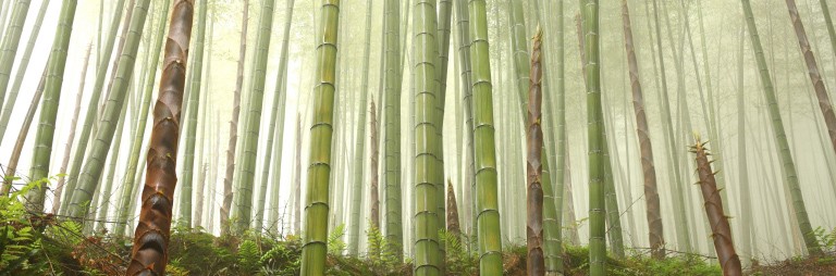 Bambuswald
