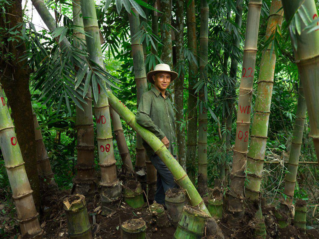 environmental bamboo foundation