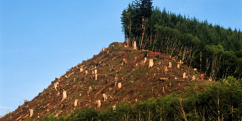 Wälder vernichtet