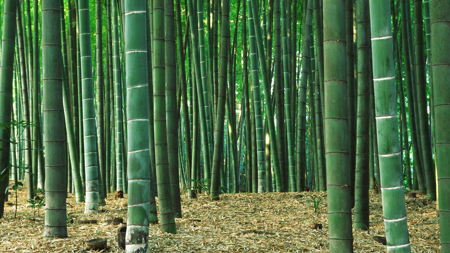 Ein dichter Bambuswald mit sonnendurchfluteten, hohen grünen Stämmen, der die natürliche Schönheit und Robustheit von Bambusparkett symbolisiert